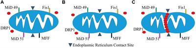 Mitochondrial dynamics involves molecular and mechanical events in motility, fusion and fission